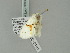  ( - BC ZSM Lep 78686)  @12 [ ] CreativeCommons - Attribution Non-Commercial Share-Alike (2014) Axel Hausmann/Bavarian State Collection of Zoology (ZSM) SNSB, Zoologische Staatssammlung Muenchen