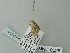  ( - BC ZSM Lep 78721)  @12 [ ] CreativeCommons - Attribution Non-Commercial Share-Alike (2014) Axel Hausmann/Bavarian State Collection of Zoology (ZSM) SNSB, Zoologische Staatssammlung Muenchen