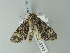  ( - BC ZSM Lep 78732)  @13 [ ] CreativeCommons - Attribution Non-Commercial Share-Alike (2014) Axel Hausmann/Bavarian State Collection of Zoology (ZSM) SNSB, Zoologische Staatssammlung Muenchen