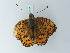  ( - BC ZSM Lep 78735)  @12 [ ] CreativeCommons - Attribution Non-Commercial Share-Alike (2014) Axel Hausmann/Bavarian State Collection of Zoology (ZSM) SNSB, Zoologische Staatssammlung Muenchen