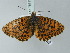  ( - BC ZSM Lep 78793)  @13 [ ] CreativeCommons - Attribution Non-Commercial Share-Alike (2014) Axel Hausmann/Bavarian State Collection of Zoology (ZSM) SNSB, Zoologische Staatssammlung Muenchen
