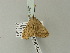  ( - BC ZSM Lep 78797)  @12 [ ] CreativeCommons - Attribution Non-Commercial Share-Alike (2014) Axel Hausmann/Bavarian State Collection of Zoology (ZSM) SNSB, Zoologische Staatssammlung Muenchen
