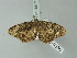  ( - BC ZSM Lep 78847)  @13 [ ] CreativeCommons - Attribution Non-Commercial Share-Alike (2014) Axel Hausmann/Bavarian State Collection of Zoology (ZSM) SNSB, Zoologische Staatssammlung Muenchen