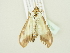  ( - BC ZSM Lep 80765)  @11 [ ] CreativeCommons - Attribution Non-Commercial Share-Alike (2014) Axel Hausmann/Bavarian State Collection of Zoology (ZSM) SNSB, Zoologische Staatssammlung Muenchen
