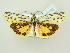  ( - BC ZSM Lep 80795)  @11 [ ] CreativeCommons - Attribution Non-Commercial Share-Alike (2014) Axel Hausmann/Bavarian State Collection of Zoology (ZSM) SNSB, Zoologische Staatssammlung Muenchen