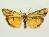  ( - BC ZSM Lep 80796)  @11 [ ] CreativeCommons - Attribution Non-Commercial Share-Alike (2014) Axel Hausmann/Bavarian State Collection of Zoology (ZSM) SNSB, Zoologische Staatssammlung Muenchen