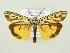  ( - BC ZSM Lep 80797)  @11 [ ] CreativeCommons - Attribution Non-Commercial Share-Alike (2014) Axel Hausmann/Bavarian State Collection of Zoology (ZSM) SNSB, Zoologische Staatssammlung Muenchen
