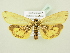 ( - BC ZSM Lep 80798)  @11 [ ] CreativeCommons - Attribution Non-Commercial Share-Alike (2014) Axel Hausmann/Bavarian State Collection of Zoology (ZSM) SNSB, Zoologische Staatssammlung Muenchen