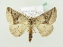  ( - BC ZSM Lep 80804)  @14 [ ] CreativeCommons - Attribution Non-Commercial Share-Alike (2014) Axel Hausmann/Bavarian State Collection of Zoology (ZSM) SNSB, Zoologische Staatssammlung Muenchen