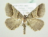  ( - BC ZSM Lep 80808)  @13 [ ] CreativeCommons - Attribution Non-Commercial Share-Alike (2014) Axel Hausmann/Bavarian State Collection of Zoology (ZSM) SNSB, Zoologische Staatssammlung Muenchen