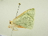  ( - BC ZSM Lep 81802)  @12 [ ] CreativeCommons - Attribution Non-Commercial Share-Alike (2014) Axel Hausmann/Bavarian State Collection of Zoology (ZSM) SNSB, Zoologische Staatssammlung Muenchen