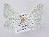  ( - BC ZSM Lep 81813)  @13 [ ] CreativeCommons - Attribution Non-Commercial Share-Alike (2014) Axel Hausmann/Bavarian State Collection of Zoology (ZSM) SNSB, Zoologische Staatssammlung Muenchen