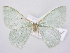  ( - BC ZSM Lep 81820)  @14 [ ] CreativeCommons - Attribution Non-Commercial Share-Alike (2014) Axel Hausmann/Bavarian State Collection of Zoology (ZSM) SNSB, Zoologische Staatssammlung Muenchen