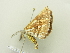  ( - BC ZSM Lep 81825)  @12 [ ] CreativeCommons - Attribution Non-Commercial Share-Alike (2014) Axel Hausmann/Bavarian State Collection of Zoology (ZSM) SNSB, Zoologische Staatssammlung Muenchen