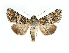  (Hadena wehrlii - BC ZSM Lep 81854)  @14 [ ] Copyright (2014) Axel Hausmann/Bavarian State Collection of Zoology (ZSM) SNSB, Zoologische Staatssammlung Muenchen