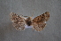  ( - BC ZSM Lep 81857)  @13 [ ] Axel Hausmann/Bavarian State Collection of Zoology (ZSM) (2014) Axel Hausmann/Bavarian State Collection of Zoology (ZSM) SNSB, Zoologische Staatssammlung Muenchen