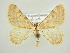  (Charissa adjectaria - BC ZSM Lep 83135)  @15 [ ] CreativeCommons - Attribution Non-Commercial Share-Alike (2014) Axel Hausmann/Bavarian State Collection of Zoology (ZSM) SNSB, Zoologische Staatssammlung Muenchen