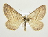  ( - BC ZSM Lep 83154)  @14 [ ] CreativeCommons - Attribution Non-Commercial Share-Alike (2014) Axel Hausmann/Bavarian State Collection of Zoology (ZSM) SNSB, Zoologische Staatssammlung Muenchen