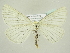  ( - BC ZSM Lep 83156)  @14 [ ] CreativeCommons - Attribution Non-Commercial Share-Alike (2014) Axel Hausmann/Bavarian State Collection of Zoology (ZSM) SNSB, Zoologische Staatssammlung Muenchen