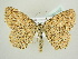  ( - BC ZSM Lep 83162)  @14 [ ] CreativeCommons - Attribution Non-Commercial Share-Alike (2014) Axel Hausmann/Bavarian State Collection of Zoology (ZSM) SNSB, Zoologische Staatssammlung Muenchen
