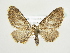  ( - BC ZSM Lep 83163)  @14 [ ] CreativeCommons - Attribution Non-Commercial Share-Alike (2014) Axel Hausmann/Bavarian State Collection of Zoology (ZSM) SNSB, Zoologische Staatssammlung Muenchen