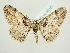  (Cleora cinctaria - BC ZSM Lep 83167)  @15 [ ] CreativeCommons - Attribution Non-Commercial Share-Alike (2014) Axel Hausmann/Bavarian State Collection of Zoology (ZSM) SNSB, Zoologische Staatssammlung Muenchen