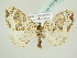  ( - BC ZSM Lep 83181)  @14 [ ] CreativeCommons - Attribution Non-Commercial Share-Alike (2014) Axel Hausmann/Bavarian State Collection of Zoology (ZSM) SNSB, Zoologische Staatssammlung Muenchen