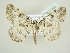  ( - BC ZSM Lep 83184)  @13 [ ] CreativeCommons - Attribution Non-Commercial Share-Alike (2014) Axel Hausmann/Bavarian State Collection of Zoology (ZSM) SNSB, Zoologische Staatssammlung Muenchen
