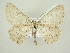  ( - BC ZSM Lep 83194)  @14 [ ] CreativeCommons - Attribution Non-Commercial Share-Alike (2014) Axel Hausmann/Bavarian State Collection of Zoology (ZSM) SNSB, Zoologische Staatssammlung Muenchen