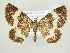  ( - BC ZSM Lep 83201)  @14 [ ] CreativeCommons - Attribution Non-Commercial Share-Alike (2014) Axel Hausmann/Bavarian State Collection of Zoology (ZSM) SNSB, Zoologische Staatssammlung Muenchen