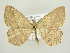  (Timandra rectistrigaria - BC ZSM Lep 83207)  @14 [ ] CreativeCommons - Attribution Non-Commercial Share-Alike (2014) Axel Hausmann/Bavarian State Collection of Zoology (ZSM) SNSB, Zoologische Staatssammlung Muenchen