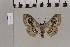  ( - BC ZSM Lep 83211)  @13 [ ] CreativeCommons - Attribution Non-Commercial Share-Alike (2014) Axel Hausmann/Bavarian State Collection of Zoology (ZSM) SNSB, Zoologische Staatssammlung Muenchen