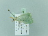  ( - BC ZSM Lep 84183)  @11 [ ] CreativeCommons - Attribution Non-Commercial Share-Alike (2014) Axel Hausmann/Bavarian State Collection of Zoology (ZSM) SNSB, Zoologische Staatssammlung Muenchen
