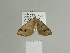  ( - BC ZSM Lep 84300)  @13 [ ] CreativeCommons - Attribution Non-Commercial Share-Alike (2014) Axel Hausmann/Bavarian State Collection of Zoology (ZSM) SNSB, Zoologische Staatssammlung Muenchen