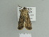  ( - BC ZSM Lep 84329)  @14 [ ] CreativeCommons - Attribution Non-Commercial Share-Alike (2014) Axel Hausmann/Bavarian State Collection of Zoology (ZSM) SNSB, Zoologische Staatssammlung Muenchen