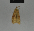  ( - BC ZSM Lep 84375)  @12 [ ] CreativeCommons - Attribution Non-Commercial Share-Alike (2014) Axel Hausmann/Bavarian State Collection of Zoology (ZSM) SNSB, Zoologische Staatssammlung Muenchen