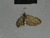  ( - BC ZSM Lep 84385)  @12 [ ] CreativeCommons - Attribution Non-Commercial Share-Alike (2014) Axel Hausmann/Bavarian State Collection of Zoology (ZSM) SNSB, Zoologische Staatssammlung Muenchen