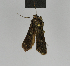  ( - BC ZSM Lep 84390)  @13 [ ] CreativeCommons - Attribution Non-Commercial Share-Alike (2014) Axel Hausmann/Bavarian State Collection of Zoology (ZSM) SNSB, Zoologische Staatssammlung Muenchen