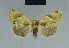  ( - BC ZSM Lep 84426)  @13 [ ] CreativeCommons - Attribution Non-Commercial Share-Alike (2014) Axel Hausmann/Bavarian State Collection of Zoology (ZSM) SNSB, Zoologische Staatssammlung Muenchen