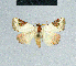  ( - BC ZSM Lep 84446)  @12 [ ] CreativeCommons - Attribution Non-Commercial Share-Alike (2014) Axel Hausmann/Bavarian State Collection of Zoology (ZSM) SNSB, Zoologische Staatssammlung Muenchen