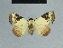  ( - BC ZSM Lep 84447)  @11 [ ] CreativeCommons - Attribution Non-Commercial Share-Alike (2014) Axel Hausmann/Bavarian State Collection of Zoology (ZSM) SNSB, Zoologische Staatssammlung Muenchen