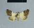  ( - BC ZSM Lep 84448)  @13 [ ] CreativeCommons - Attribution Non-Commercial Share-Alike (2014) Axel Hausmann/Bavarian State Collection of Zoology (ZSM) SNSB, Zoologische Staatssammlung Muenchen