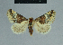  (Eublemma scitula - BC ZSM Lep 84449)  @14 [ ] CreativeCommons - Attribution Non-Commercial Share-Alike (2014) Axel Hausmann/Bavarian State Collection of Zoology (ZSM) SNSB, Zoologische Staatssammlung Muenchen