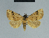  (Antarchaea fragilis - BC ZSM Lep 84454)  @14 [ ] CreativeCommons - Attribution Non-Commercial Share-Alike (2014) Axel Hausmann/Bavarian State Collection of Zoology (ZSM) SNSB, Zoologische Staatssammlung Muenchen
