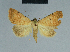  ( - BC ZSM Lep 84455)  @11 [ ] CreativeCommons - Attribution Non-Commercial Share-Alike (2014) Axel Hausmann/Bavarian State Collection of Zoology (ZSM) SNSB, Zoologische Staatssammlung Muenchen
