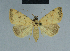  ( - BC ZSM Lep 84457)  @14 [ ] CreativeCommons - Attribution Non-Commercial Share-Alike (2014) Axel Hausmann/Bavarian State Collection of Zoology (ZSM) SNSB, Zoologische Staatssammlung Muenchen