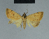  ( - BC ZSM Lep 84459)  @13 [ ] CreativeCommons - Attribution Non-Commercial Share-Alike (2014) Axel Hausmann/Bavarian State Collection of Zoology (ZSM) SNSB, Zoologische Staatssammlung Muenchen