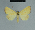  ( - BC ZSM Lep 84460)  @13 [ ] CreativeCommons - Attribution Non-Commercial Share-Alike (2014) Axel Hausmann/Bavarian State Collection of Zoology (ZSM) SNSB, Zoologische Staatssammlung Muenchen