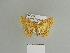  (Pseudopolynesia amplificata - BC ZSM Lep 84475)  @13 [ ] CreativeCommons - Attribution Non-Commercial Share-Alike (2014) Axel Hausmann/Bavarian State Collection of Zoology (ZSM) SNSB, Zoologische Staatssammlung Muenchen