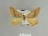  ( - BC ZSM Lep 84477)  @13 [ ] CreativeCommons - Attribution Non-Commercial Share-Alike (2014) Axel Hausmann/Bavarian State Collection of Zoology (ZSM) SNSB, Zoologische Staatssammlung Muenchen